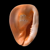 Grote helmslak (Cassis cornuta)